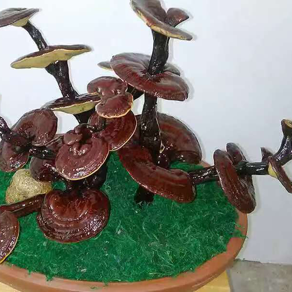 靈芝